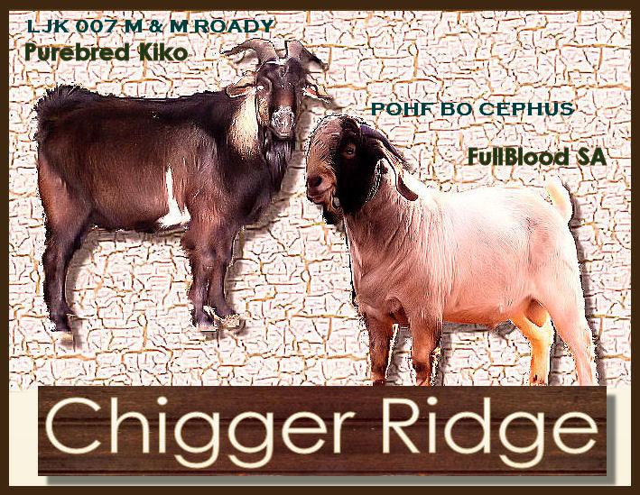 chigger_ridge_farm_logo.jpg